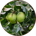 Milk Apple